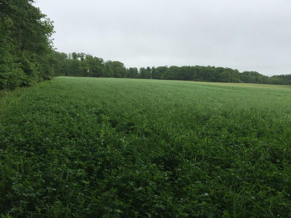 The new hopyard covered in clover