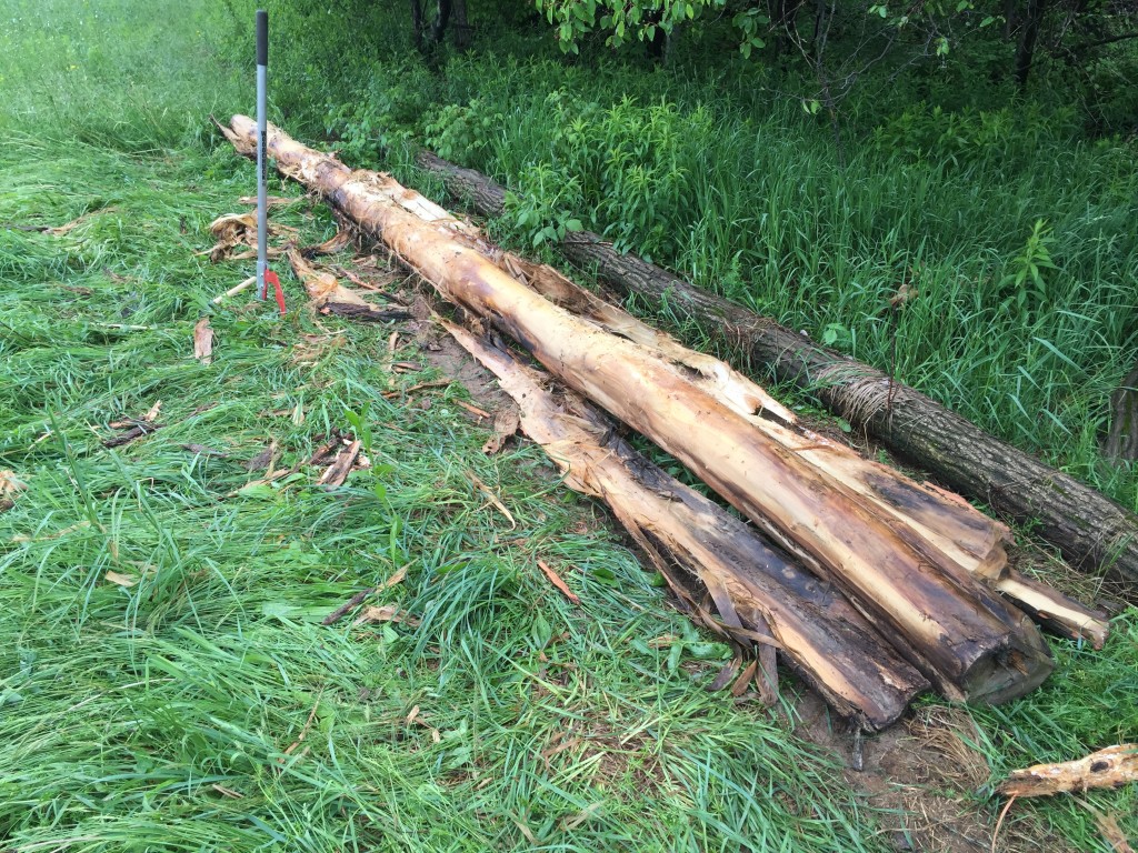 A debarked black locust pole