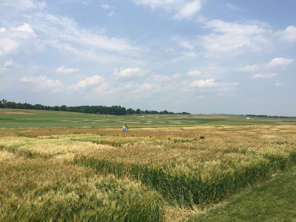 PSU barley trials