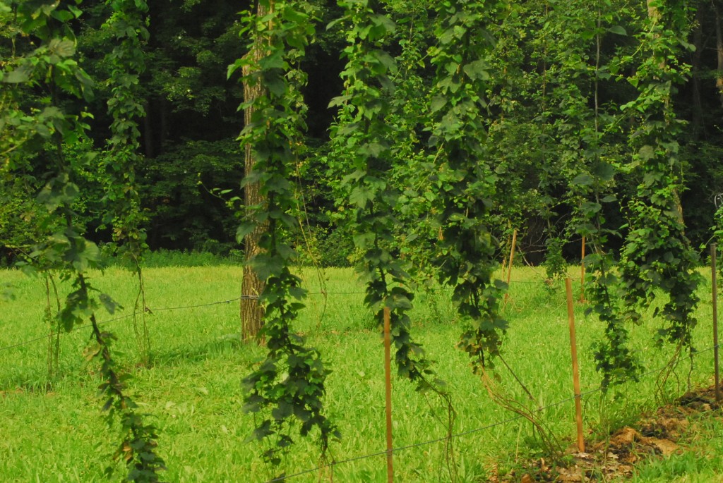 Hops bending with irrigation line