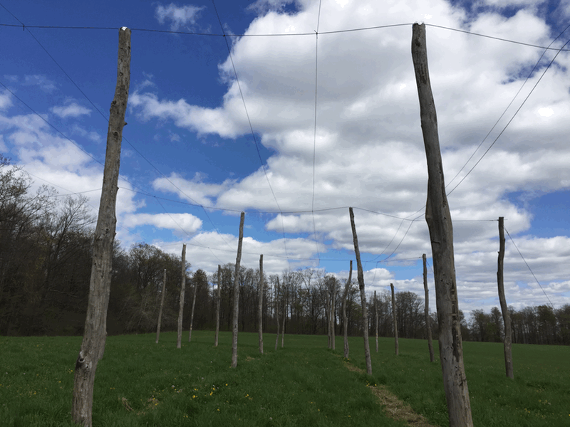 soon-time-to-string-hoffman-appalachian-farm